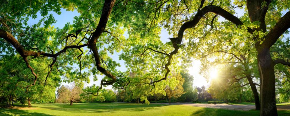 Människor i en park